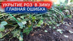 НЕ СМЕЙТЕ УКРЫВАТЬ РОЗЫ ДО МОРОЗОВ В НОЯБРЕ - СОПРЕЮТ! ПРИ КАКОЙ ТЕМПЕРАТУРЕ УКРЫВАЮТ РОЗЫ В ЗИМУ