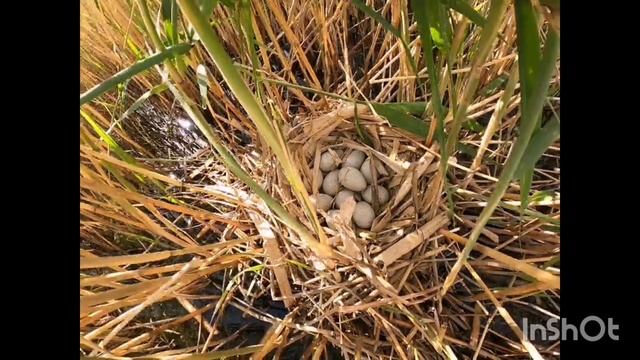 Вылупление птенца. Как выглядит птенец лысухи.