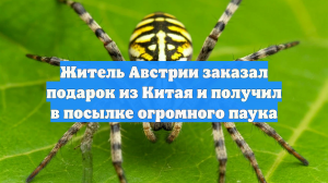 Житель Австрии заказал подарок из Китая и получил в посылке огромного паука
