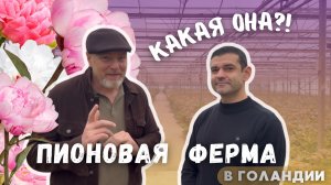 Голландские пионы, какие они?! От корней до цветка. Немного о тепличном бизнесе в Голландии.