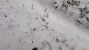 Часть 36. Пришло время зимнего костюма | Зима близко