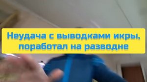 НЕУДАЧА С ВЫВОДКАМИ ИКРЫ, ПОРАБОТАЛ НА РАЗВОДНЕ