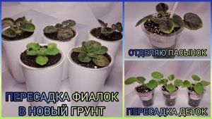 Что погубило коллекцию? Пересадка фиалок. Пасынок. Пересадка деток.