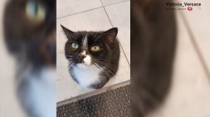 Собачки и котики без них жизнь скучна 👍😻😻#животные #смешно