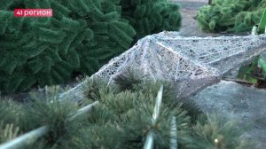 НОВОГОДНЮЮ ЁЛКУ НАЧАЛИ УСТАНАВЛИВАТЬ В ЦЕНТРЕ ПЕТРОПАВЛОВСКА • БЕЗ КОММЕНТАРИЕВ