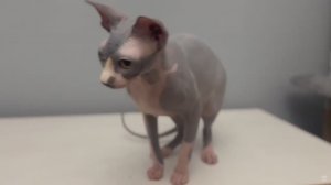 Канадские сфинксы на 31-й выставке кошек PCA 15-16 ноября 2025г часть 1