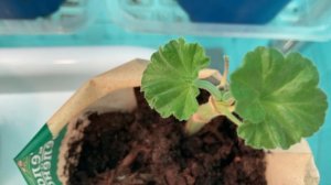 Черенки пеларгонии плохо укореняются.