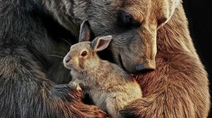 Деф или правда про игру? 17.11.25 !!!( Vikings War of Clans)