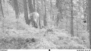 Югыд ва, олень