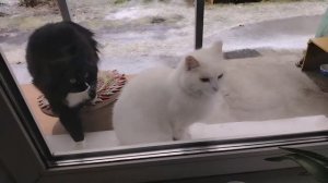 Кошки, птички ...-деревенские будни. Начала вязать себе носки. Муз. видео на мои стихи .