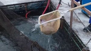 зарыбление