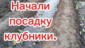 начали посадку клубники.