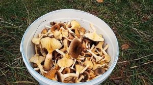 Последние ноябрьские