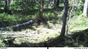 Югыд ва, белка