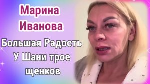 Марина Иванова- большая радость. У Шани трое щенков.