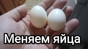 17-11-2025. Меняем яйца