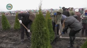 На городском кладбище в Аллее героев высажено 80 туй, в память о погибших бойцах СВО