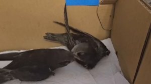 Первое знакомство