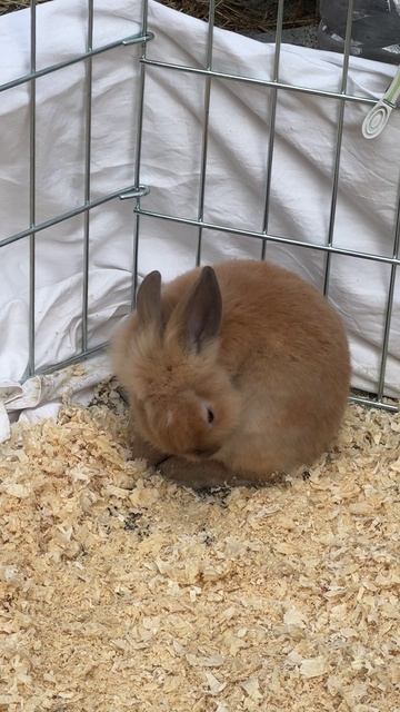 😍🐇 Самое Милое Семейство Кроликов!