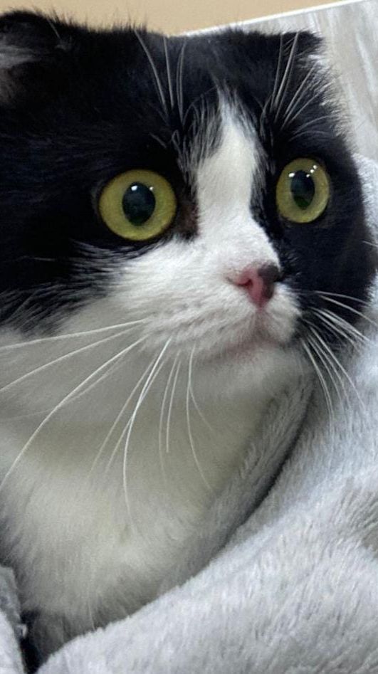 Базиль с поломанной лапкой