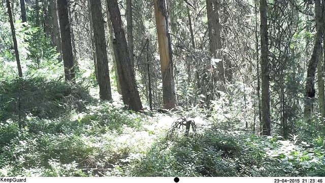 Югыд ва, олень