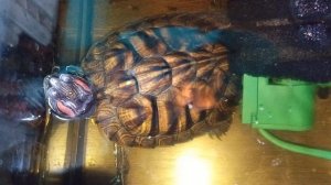 Красноухая черепаха 🐢 день 17-11-2025. Алиса рассказывает анекдоты!