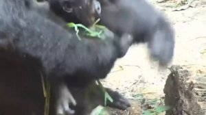 Гориллы: То ли воля, то ли неволя ?   1000041158.mp4