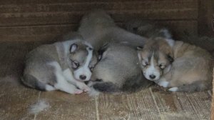 Волка ноги кормят