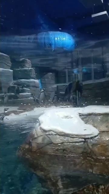 Пингвины. Океанариум на Русском острове. смотреть онлайн