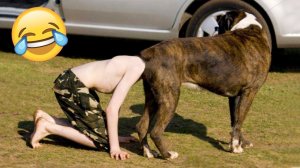 УГАРНЫЕ ВИДОСЫ С ЖИВОТНЫМИ 2025 НА ЮМОРОК TV 😂🐾🐶🐱🎉