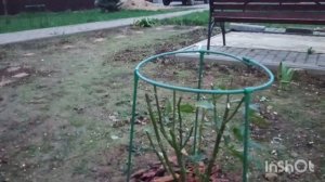 Жизнь в деревне. Крайняя работа во дворе. Заболела кошка. Влог