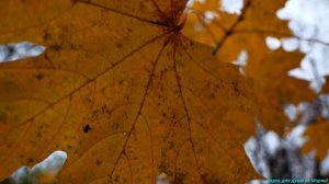 Красавица осень,золотая, багряная...🍁🍁🍁