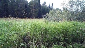 Югыд ва, лось