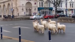 Повезло Заснять на Камеру! Случаи с Животными, В Которые Трудно Поверить !
