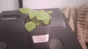 мои бархатцы подрасли