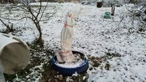 Как подготовить яблони к зиме как утеплить, чем укрыть