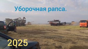 Уборочная рапса. Часть3. Комбайны Torym785,New Holland CS 6090,Claas Lexion 540.