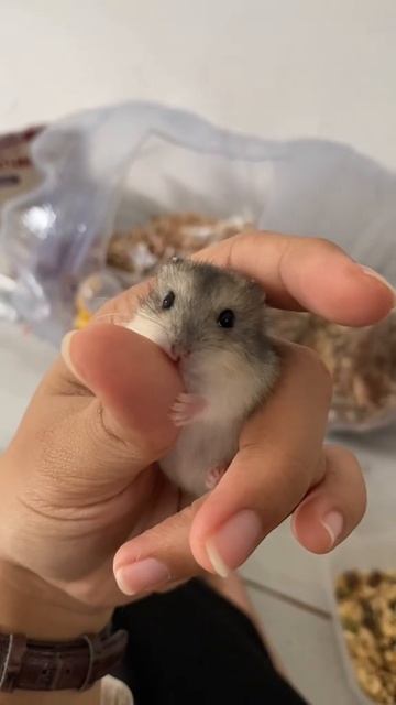 Какой же он милый