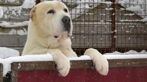 Алабай напал на двух подростков в Новой Москве