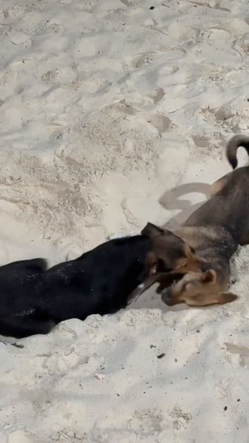 Ты всё ещё не переехал? Собаки в Сочи смеются! смотреть онлайн