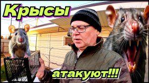 Борьба с крысами. Эти вредители перегрызли проводку и не только! Жизнь в деревне.
