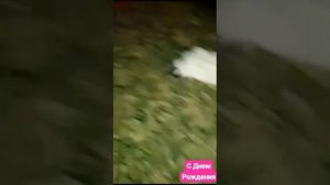 Памяти кошечки черно- белой. Помним и любим.