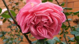 13=11=2025  уни  ПВН  (111)