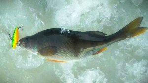 Распаковка посылки с воблером Kosadaka Dot Vib 40S