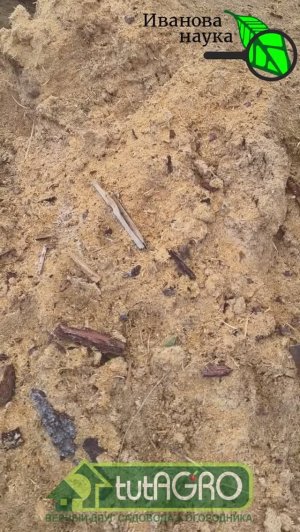 КОГДА, ЧЕМ и ЗАЧЕМ мульчировать озимый чеснок и лук? Моя любимая мульча для чеснока.