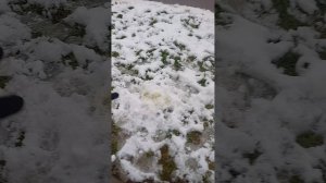 первый снег