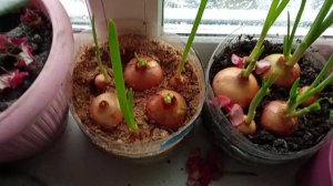 лук на зелень две недели после посадки