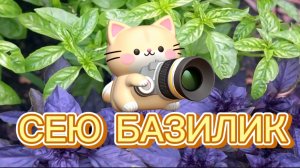 Посев базилика и кориандра, зимний огород, огород на подоконнике