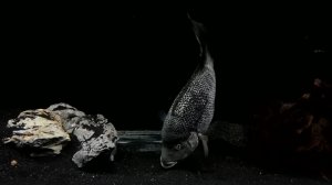 США: Гигантские цихлиды, редкие виды и впечатляющие аквариумы