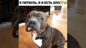 #приколы #видеоприколы #юмор #ржака